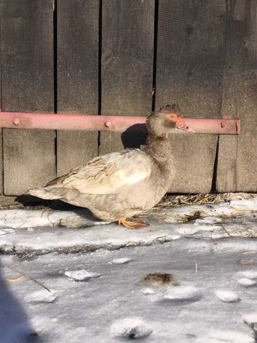 Kaczka piżmowa/francuska