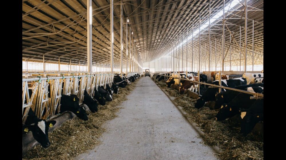 Ангар, склад, ферма, колони. Корівник 60*182*4,5*14(коровник).