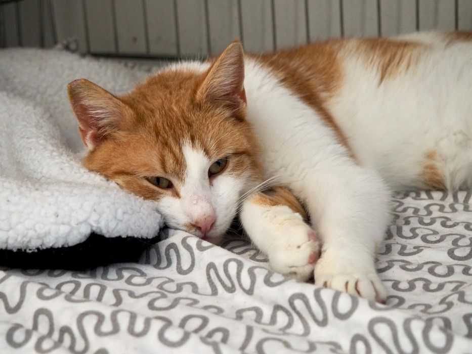 Kochany, przyjazny kot do adopcji - Stefanek szuka domu