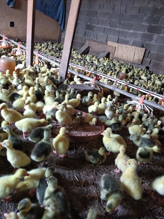 Гуси гусенят качка каченята Закарпаття! Тільки ОПТ від 300 шт гусята