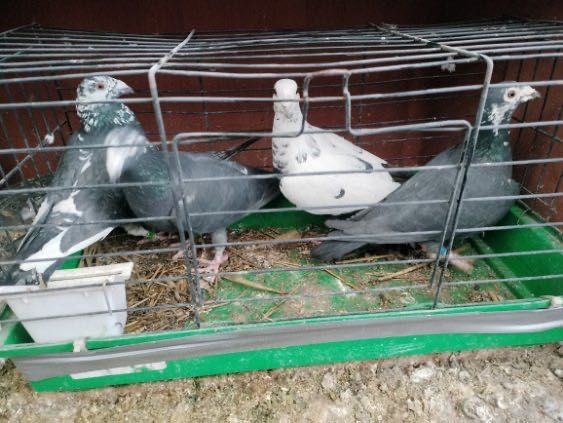 Gołębie tygrysy sprzedam