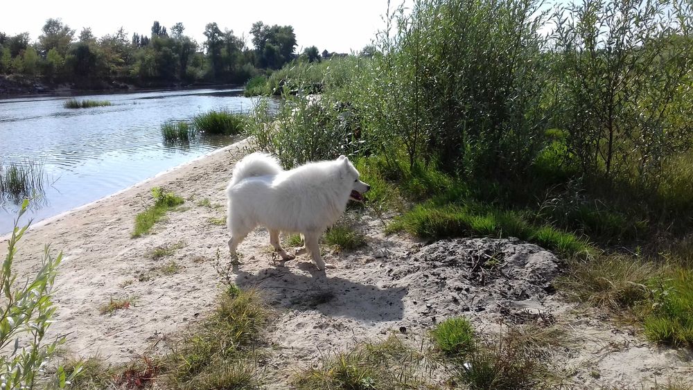 Шерсть самоеда!!!