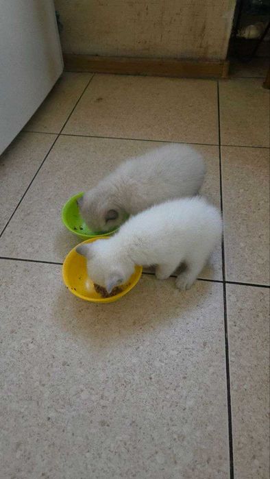 Милые умные сестрички ищут хозяев