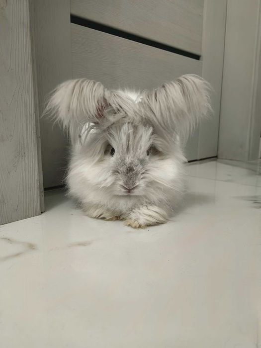 Królik angora angielska YORK