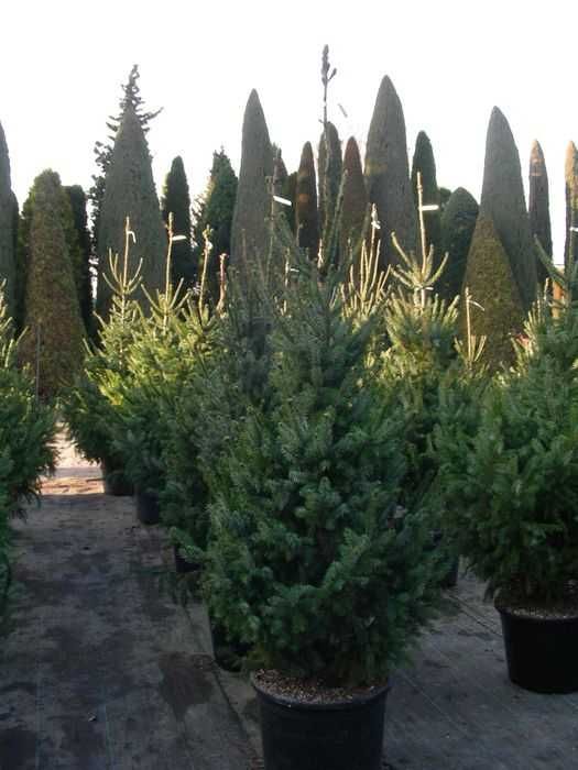 Choinki w doniczkach  produkcja własna Szkółka Roślin-Zalasewo