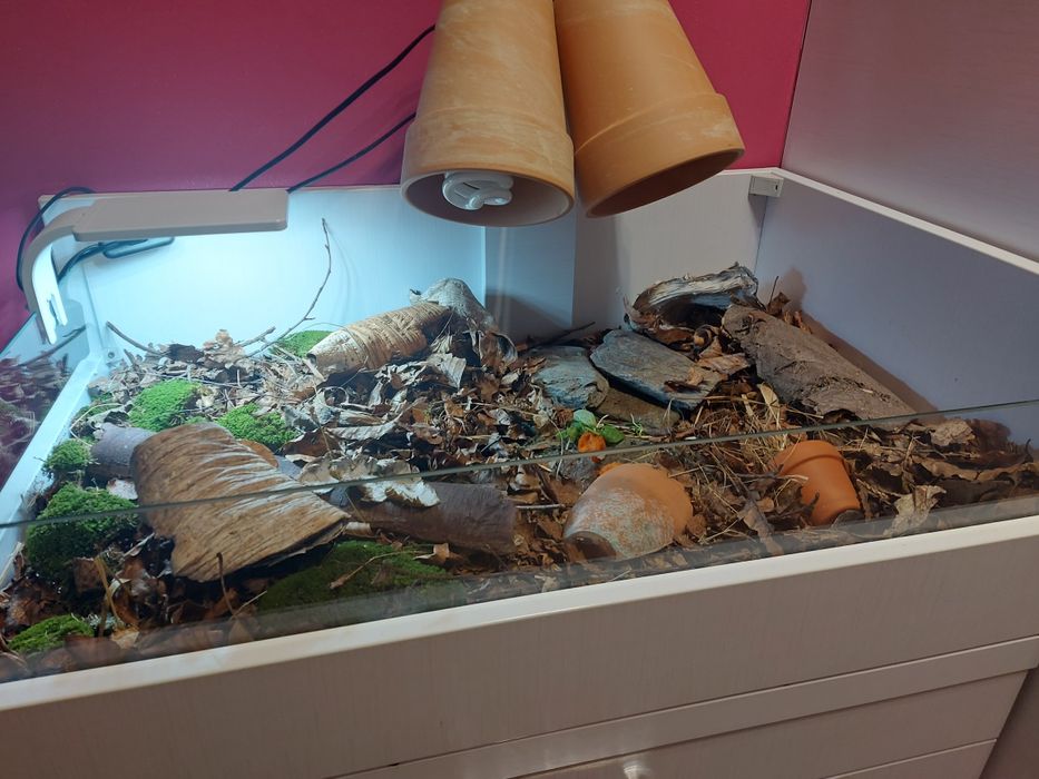 Terrarium różne wymiary