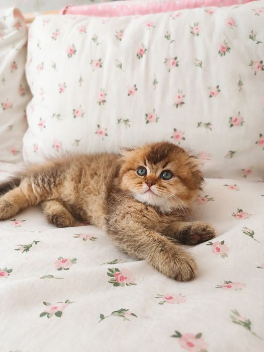Шотландські кошенята золота шиншила, залишився 1