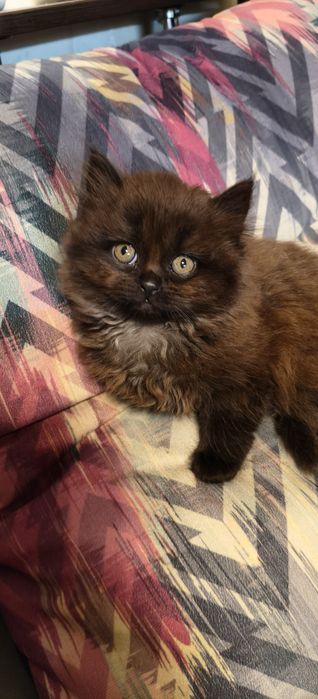 Шотландські кошенята