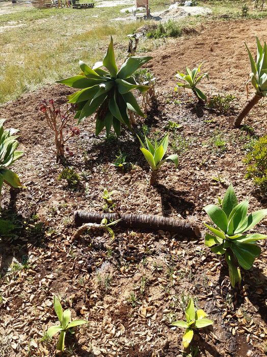 Agave-dragão Agave attenuata
