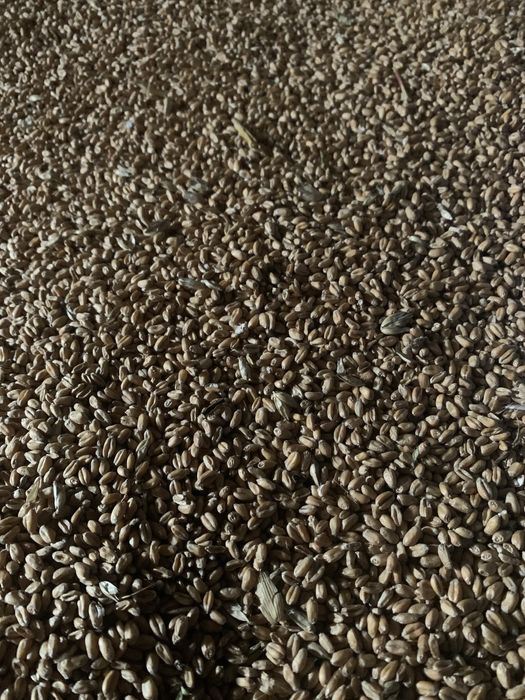 Pszenica, pszenzyto dla kur, golebi