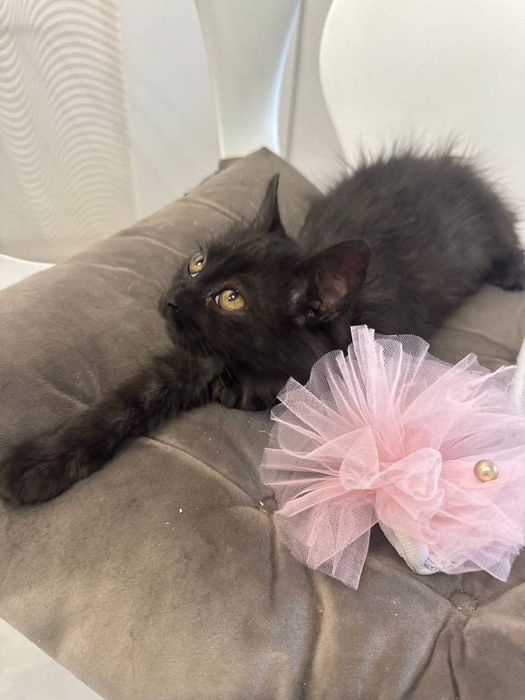 Чудова киця в люблячу сім'ю