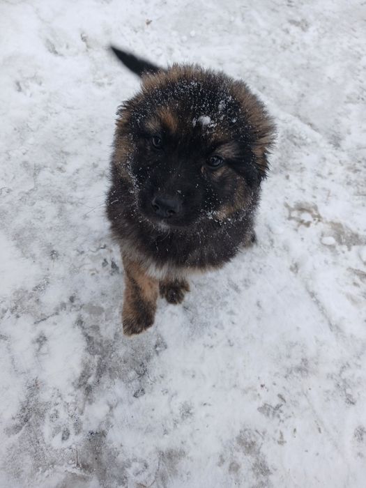 Цуценята вівчарки