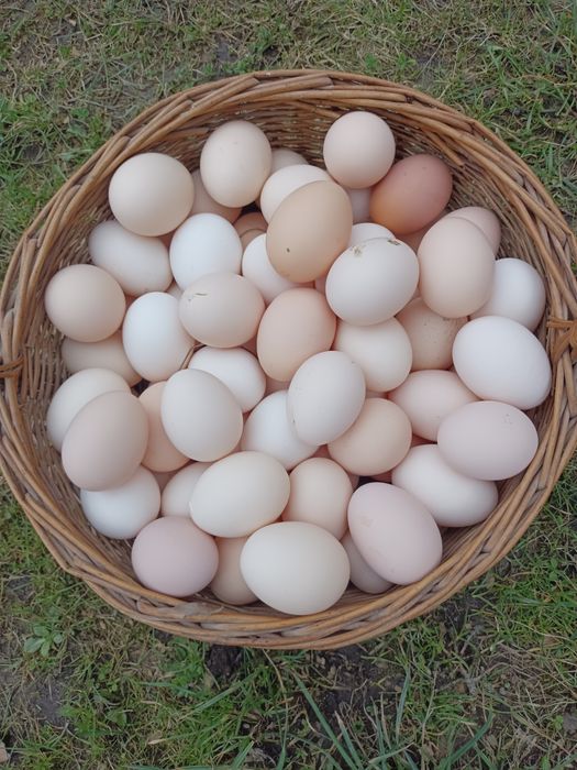 Jajka wiejskie swojskie ,ekologiczne ,naturalne