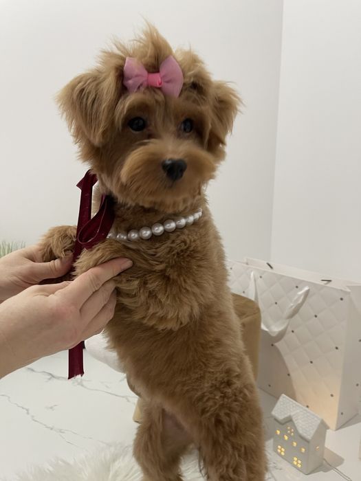 Помапу — Маленькі моделі для обіймів