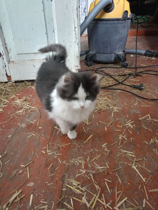 Киця (5 місяців)