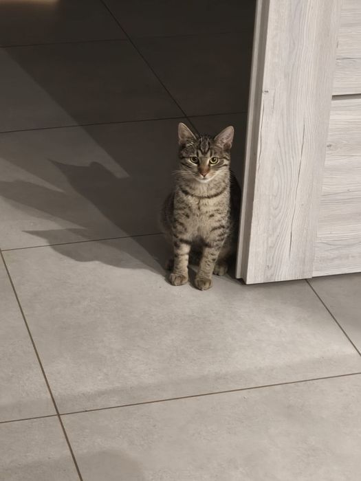 Koteczka i bury kocurek szukają domku na Śląsku