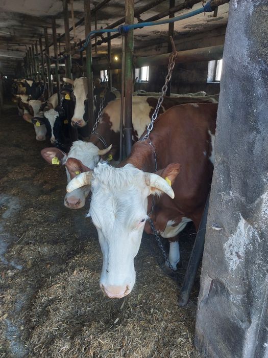 Jałówki,krowy sprzedam