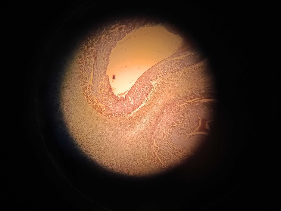 Microscópio Monocular - Modelo 109 URA Technics