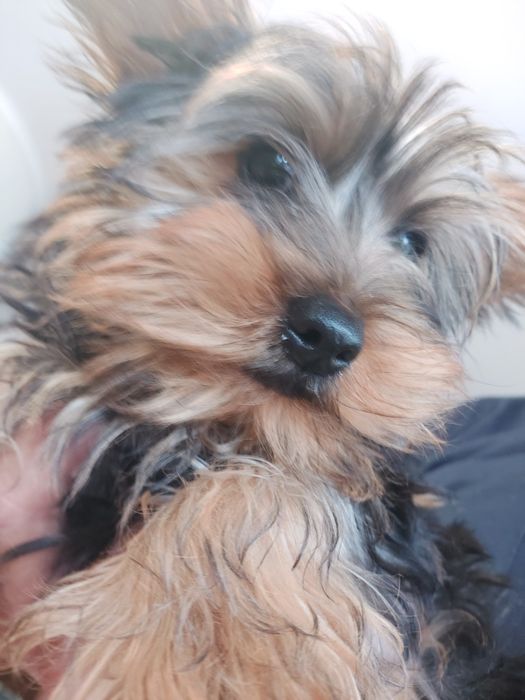 Lindo cachorrinho anão Yorkshire