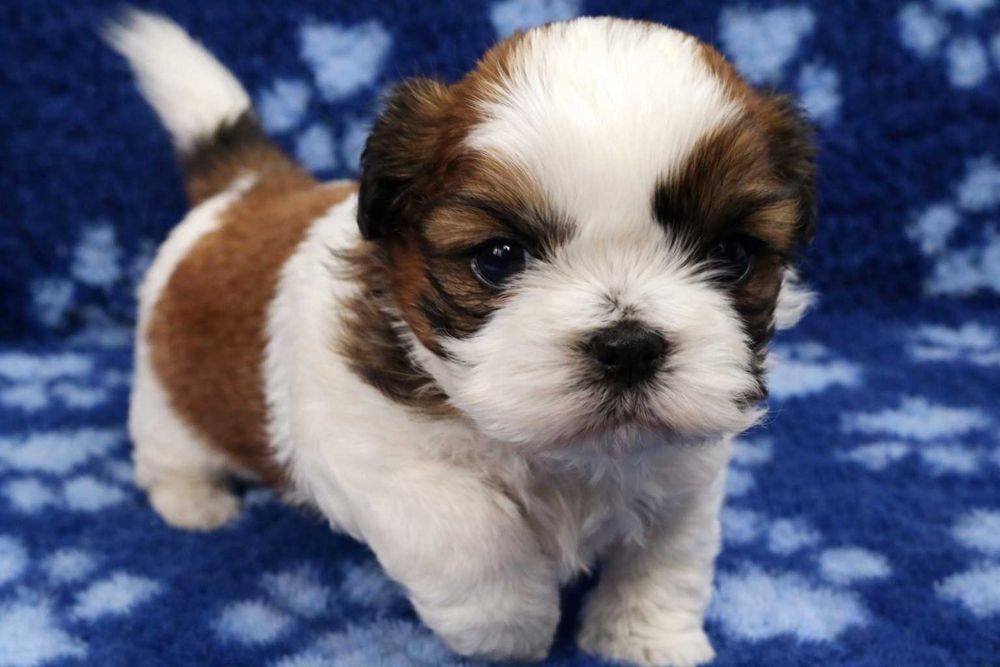 Śliczna suczka shih tzu  UCI