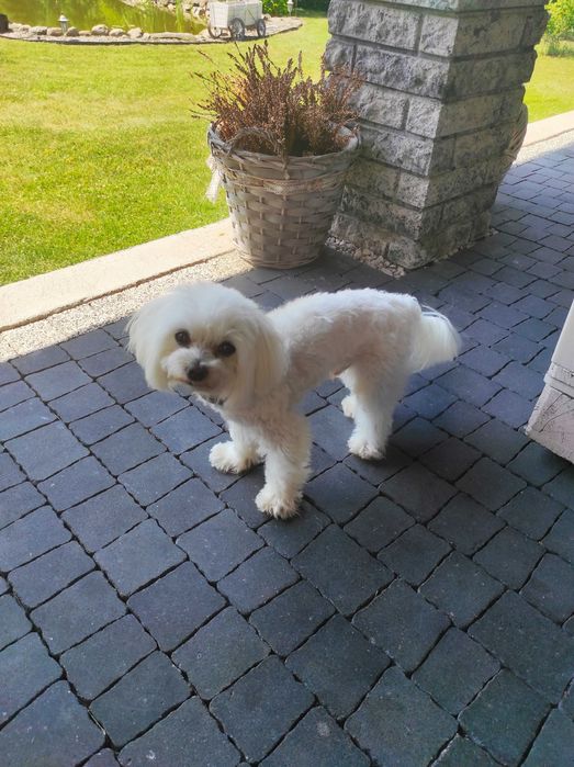 Reproduktor Maltańczyk malutki - z uprawnieniami Krycie