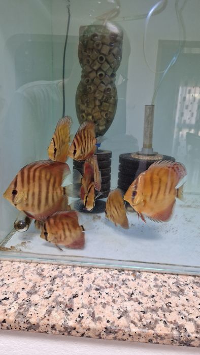 Discus juvenis red cover e turquesa