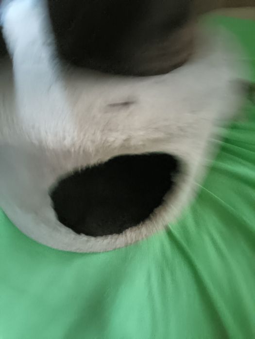 Zolux - Elegancki, zadbany drapak / domek dla kota