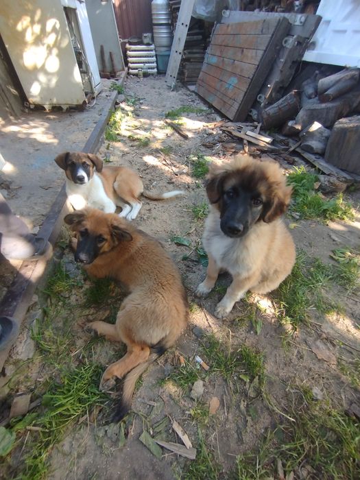 В хороші руки віддамо цуценят