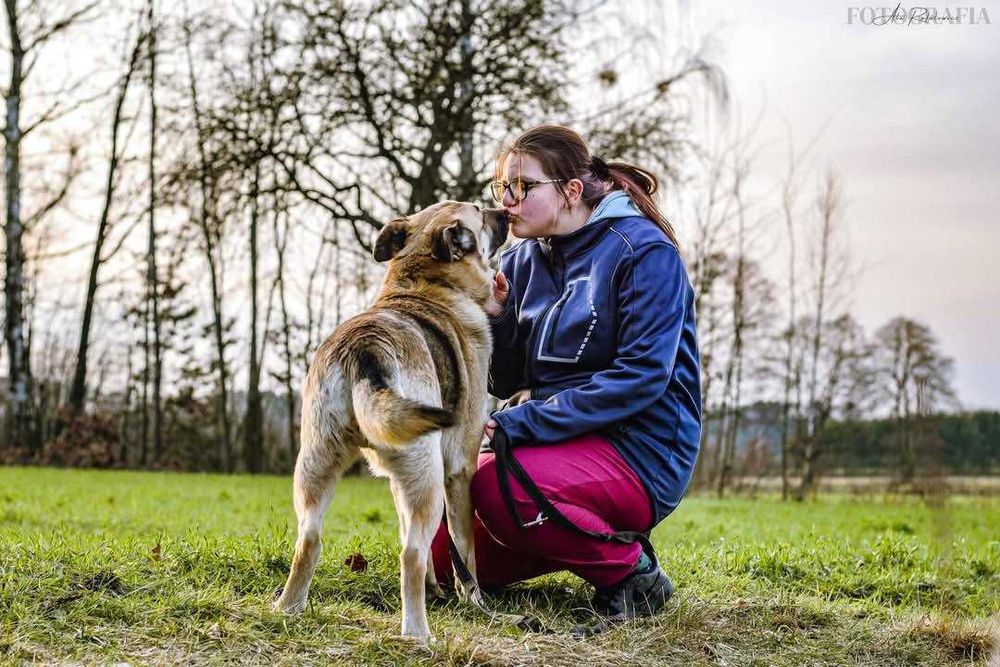 Ok. 5-6 letni pies Staś, dogaduje się z innymi psami