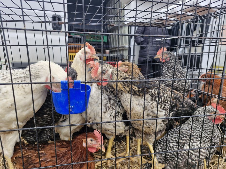 Kury, kurczęta odchowane - Przytyk możliwy transport