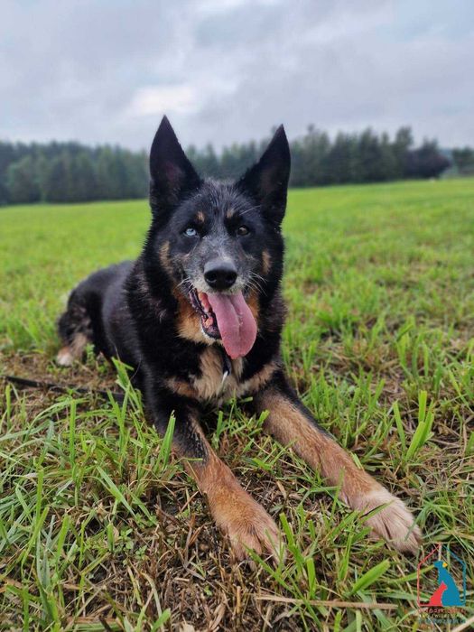 Cudny seniorek - wdzięczny, mądry, oddany - to ostatnia chwila na dom