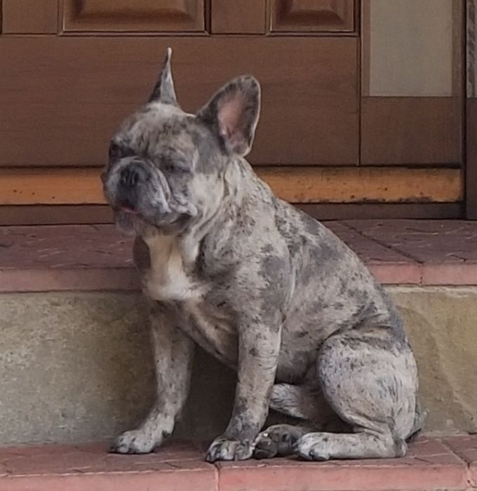 Вязка французский бульдог Конар.