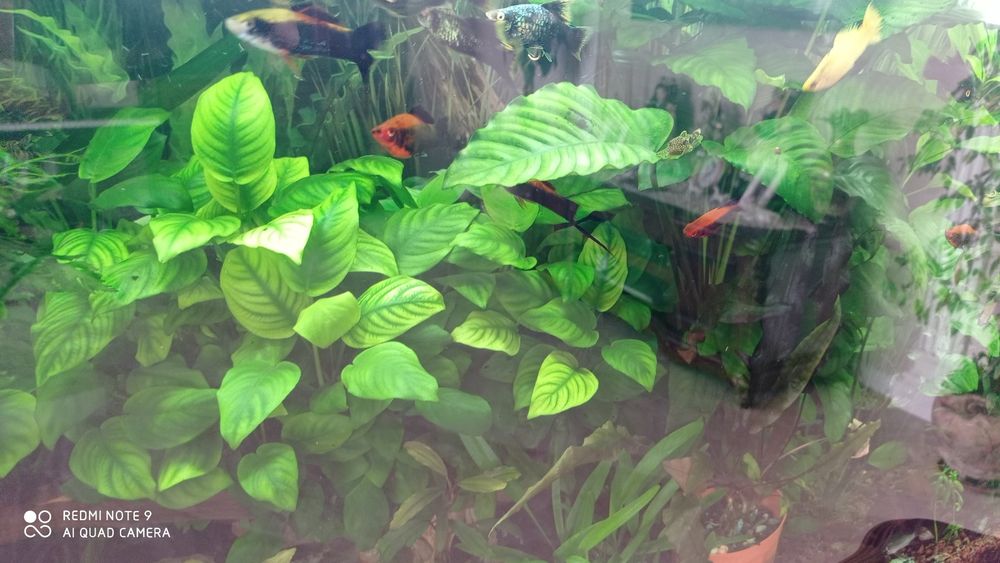 Акваріумні рослини