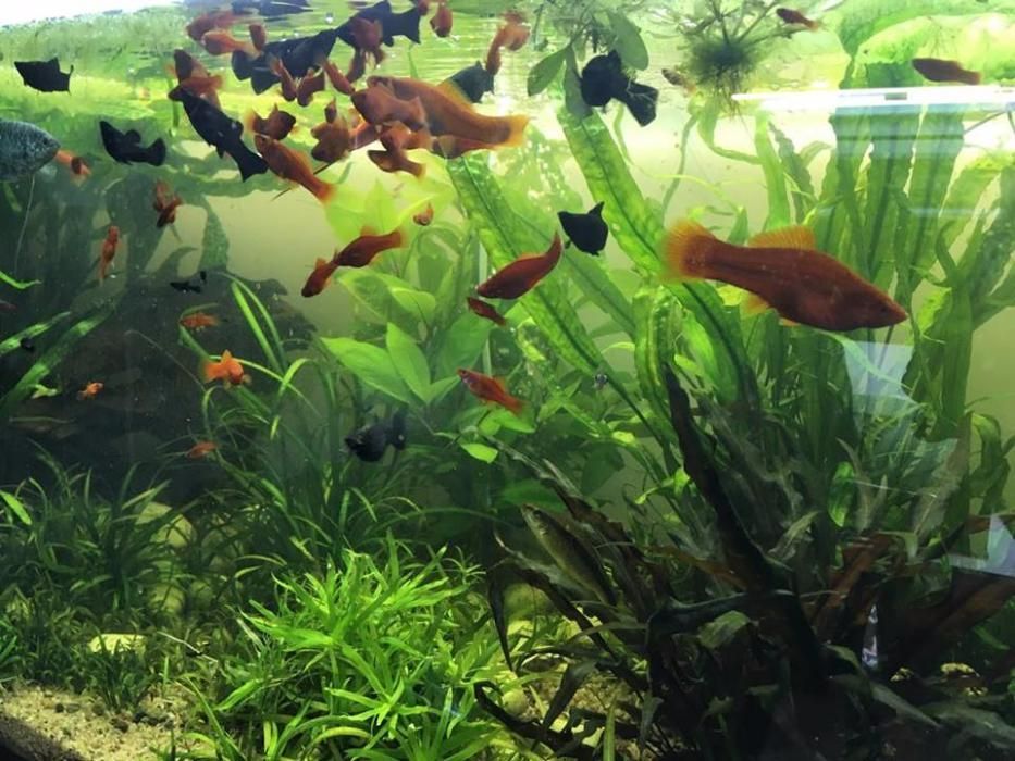 Molinezje - i inne rybki akwariowe + krewetki, roślinki, ślimaki