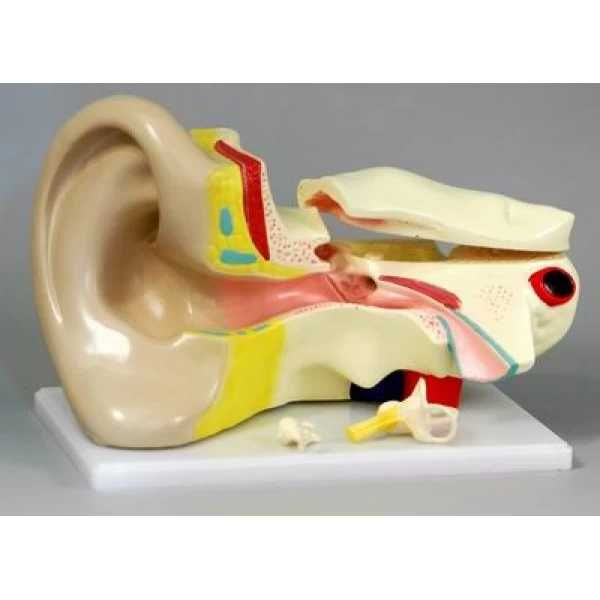 Модель будови ока/вуха людини