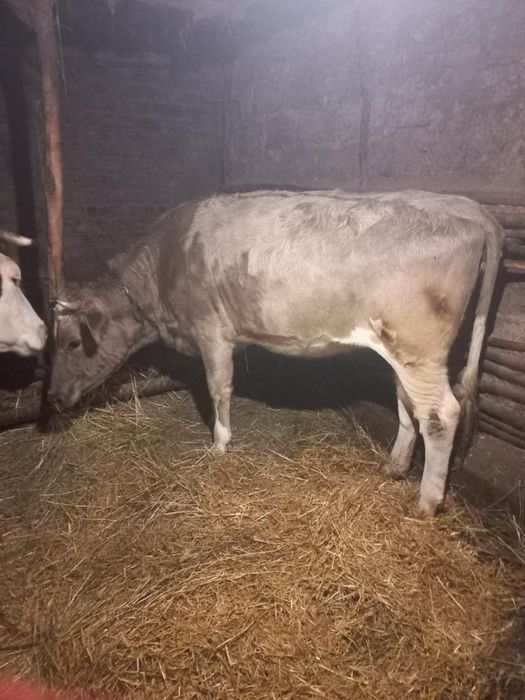 Продам телицю на утриманння , сірого кольору ТІЛЬКИ НА УТРИМАНННЯ