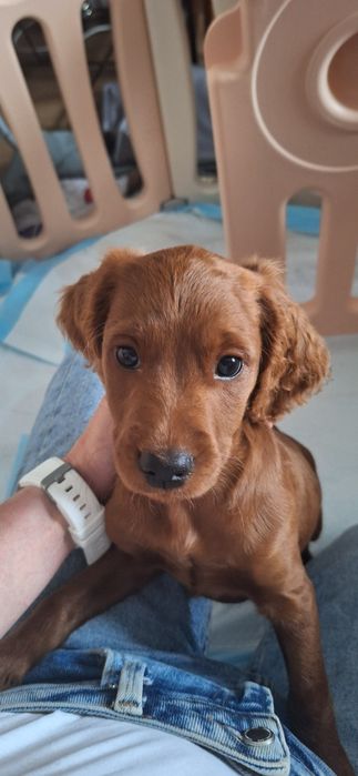 Cockapoo red - śliczne suczki gotowe do odbioru
