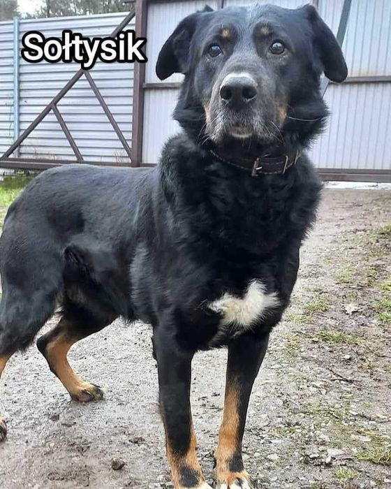 Duży pies w schronisku do adopcji.