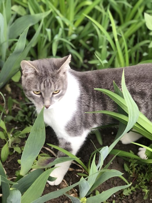Котик подросток Бантик) кот котик котенок кошки коты