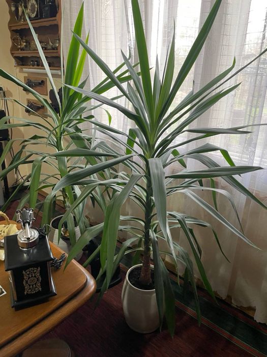 Продам вазон