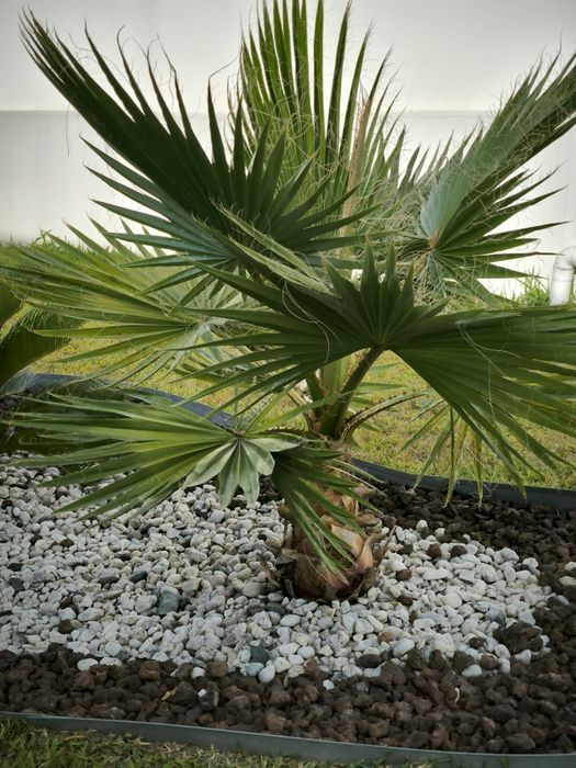 Palmeira washingtonia