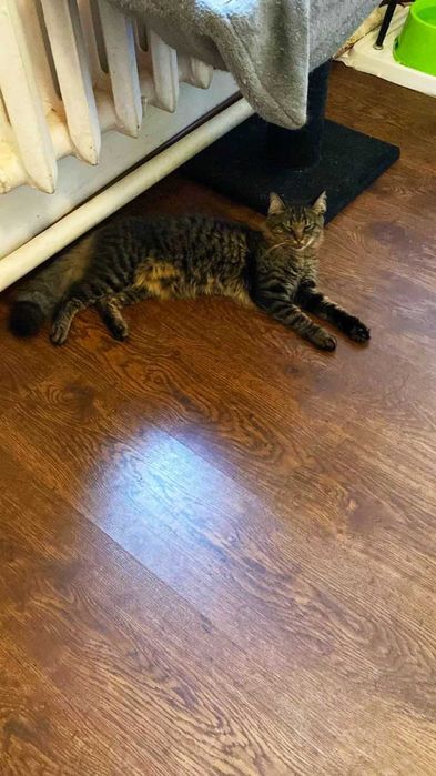 Купер шукає люблячу людину!