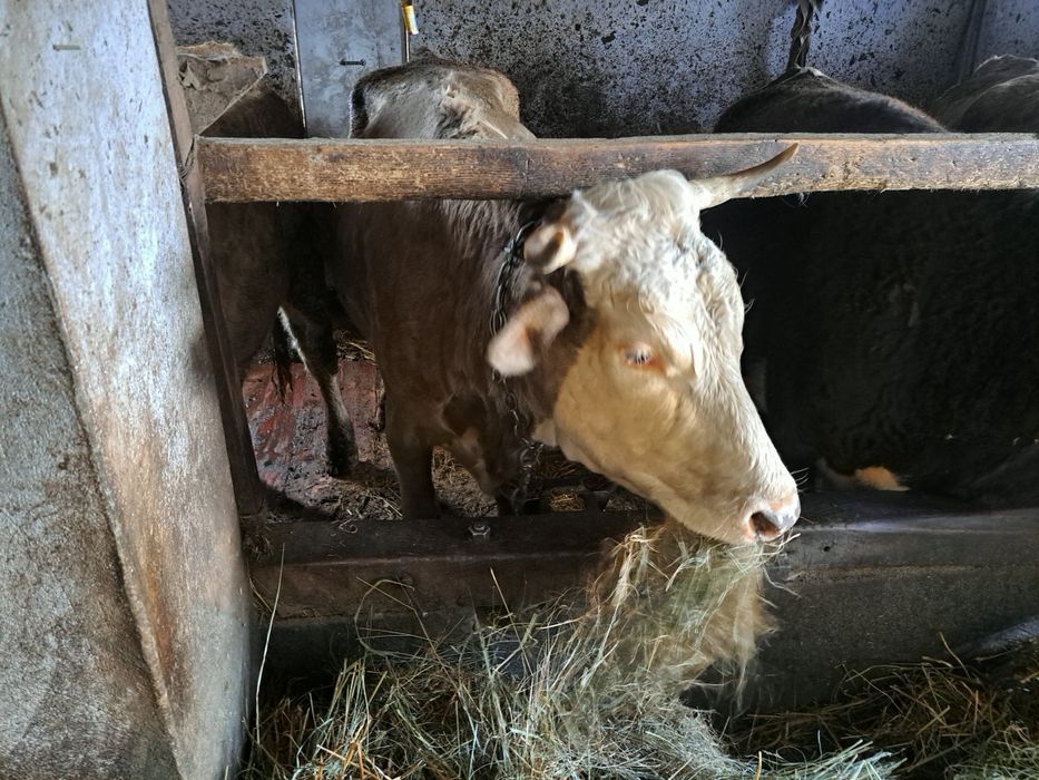 Продається молочне теля