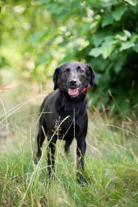 Blania - młoda, nieśmiała suczka do adopcji!