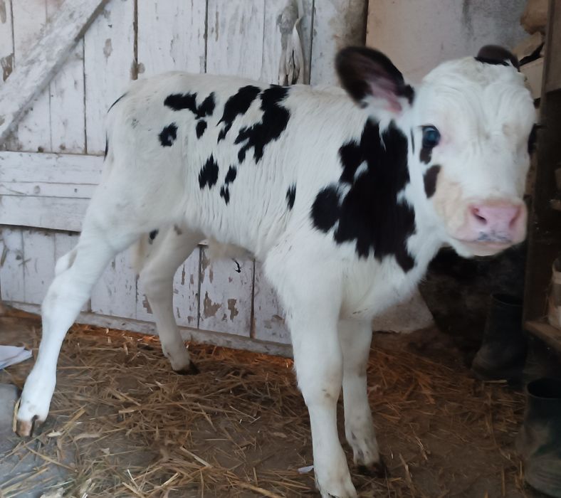 2 byczki SM i RW mięsne jałoszka bura