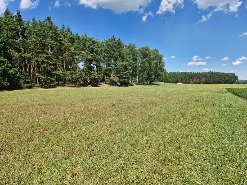 Grunt rolny 3,09 ha Mąkoszyn, gm. Szubin