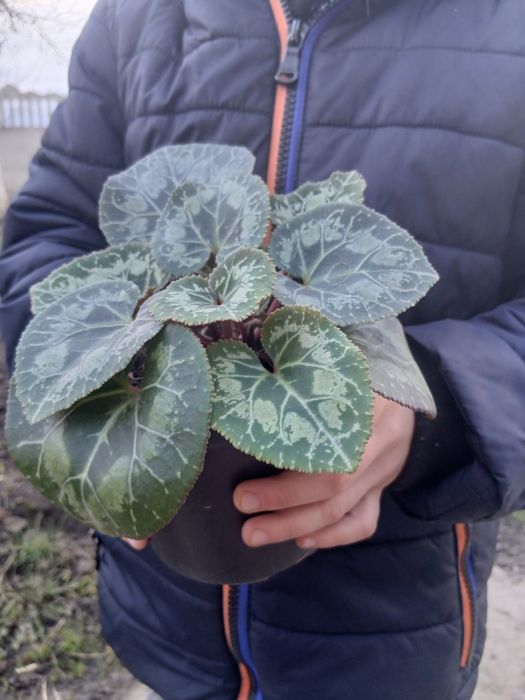 Продам  цикламен рожевий розсаду