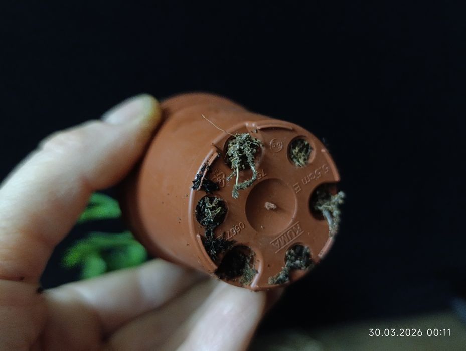 Epiphyllum anguliger,