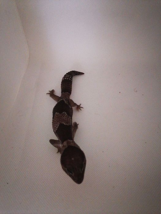 Gekon Gruboogonowy nr ref. HC0219 Oreo Stinger het Patternless OBNIŻKA CENY