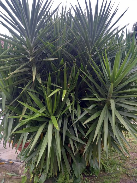 Planta yuca grande